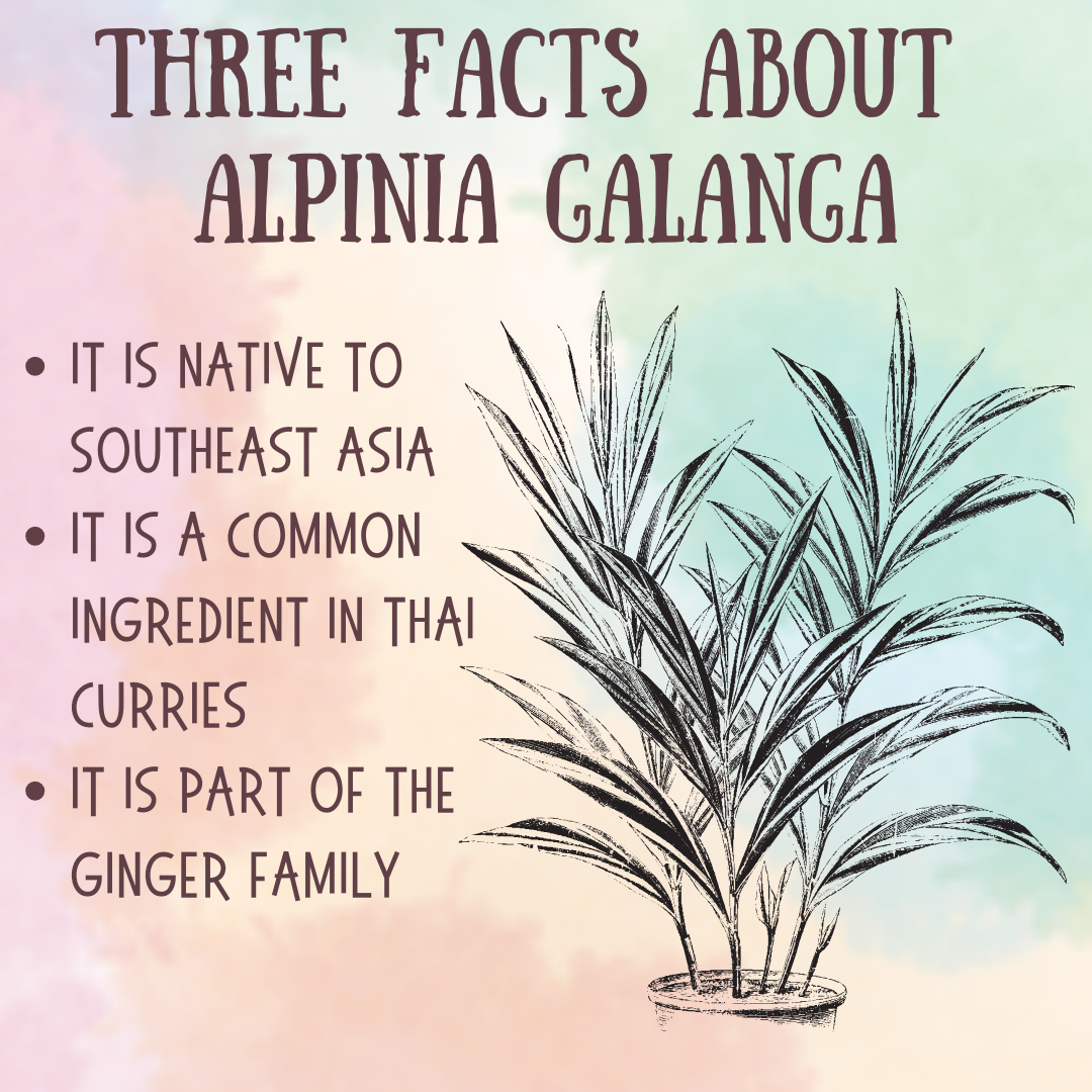 Three Facts about Alpinia galanga: 1. It is native to southeast Asia 2. It is a common ingredient in Thai curries 3. It is part of the ginger family