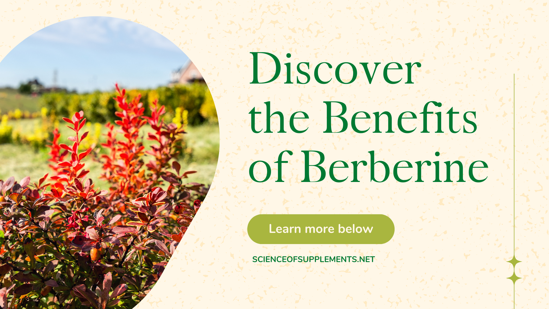 Header for the blog 'Discover the Benefits of Berberine'